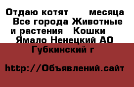 Отдаю котят. 1,5 месяца - Все города Животные и растения » Кошки   . Ямало-Ненецкий АО,Губкинский г.